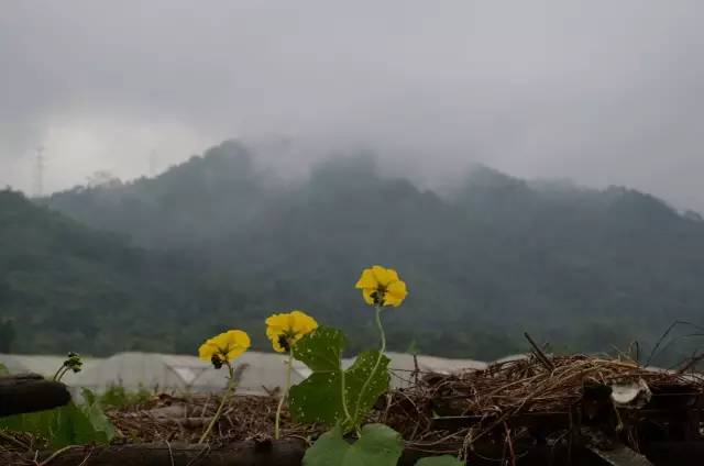 葫芦丝非遗传承人哏德全,葫芦丝大师哏德全故居