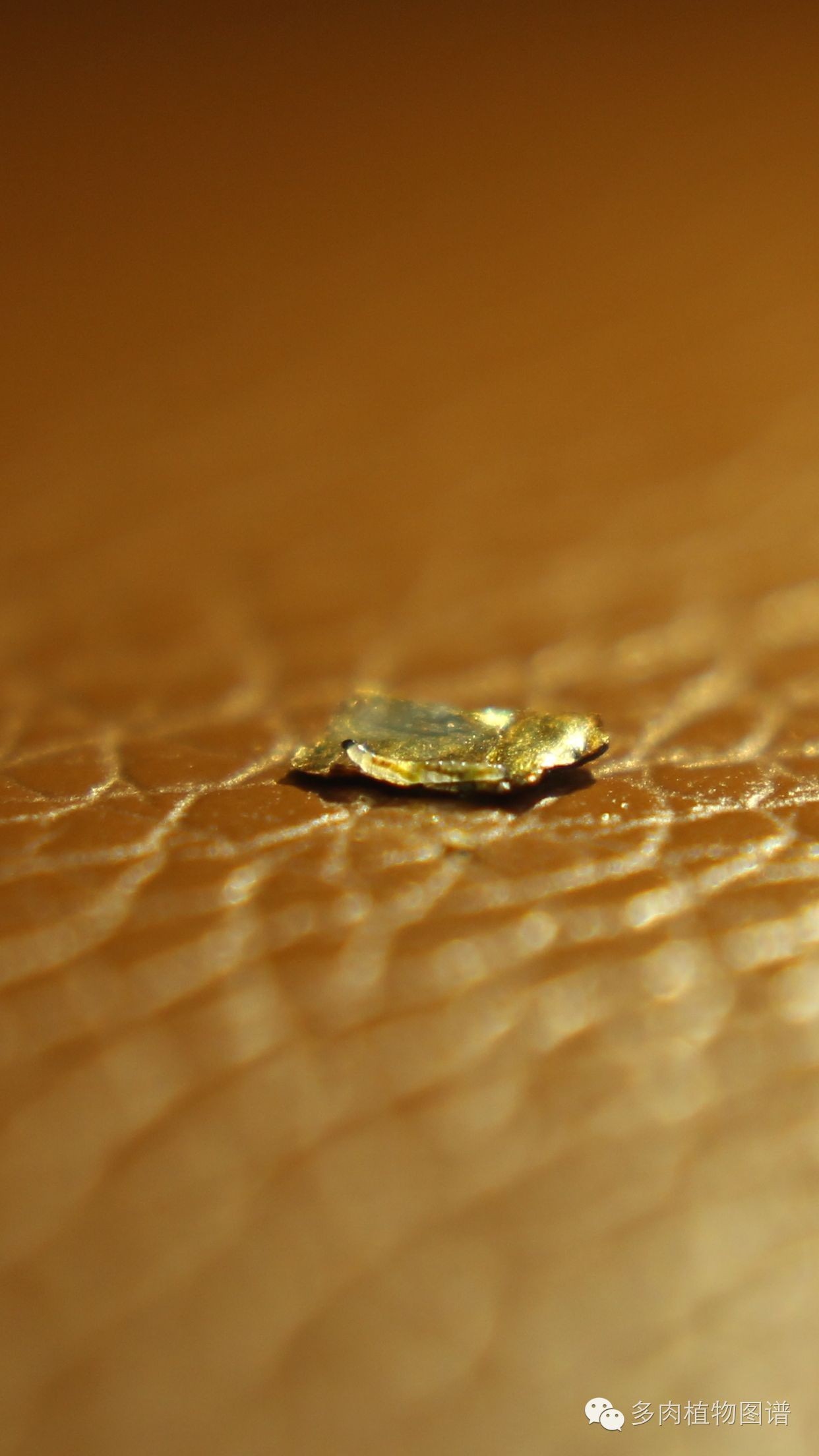 多肉虫害各种图解,多肉各种病虫害对照图