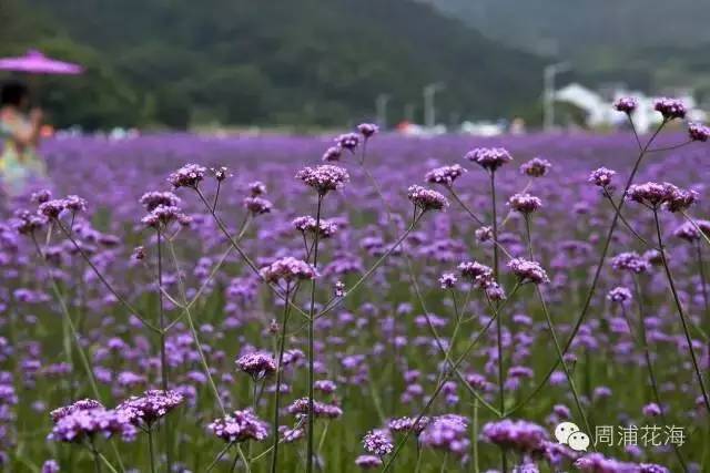 国庆节后浦东什么景点好看,上海国庆浦东这边有啥好玩的