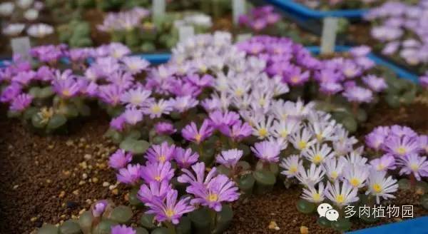 边走边看日本番杏之王DTさん多肉大棚