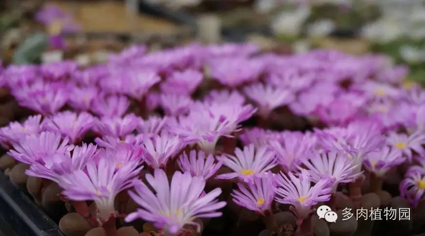 边走边看日本番杏之王DTさん多肉大棚