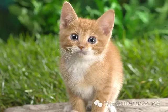 猫咪感染了猫瘟怎么办？如何治疗和预防？