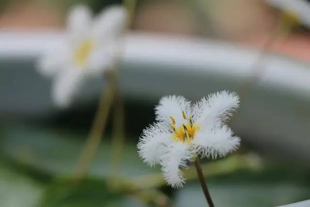 广州莲花山睡莲池,广州市莲花山睡莲