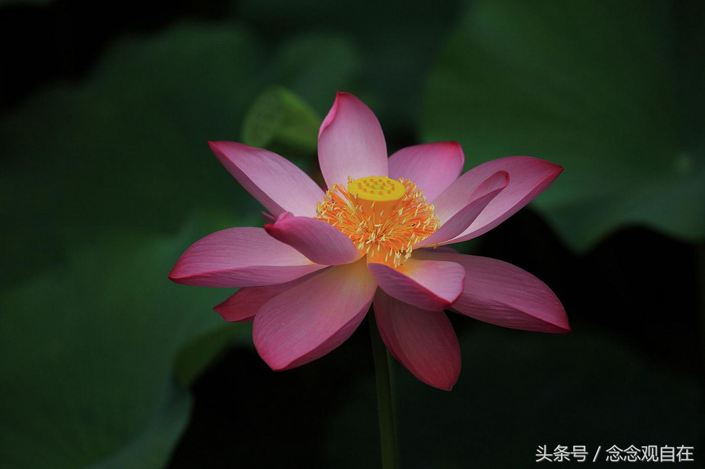 佛教徒对米长虫怎么处理,佛弟子家中有白蚁怎么办