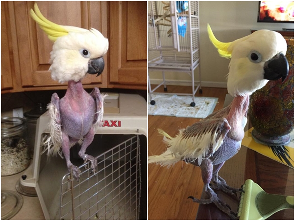 鹦鹉雏鸟啄羽毛怎么办,鹦鹉总是啄窝怎么办