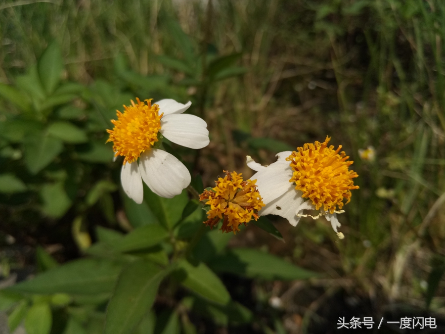 魅蓝手机u10,魅蓝u10白色