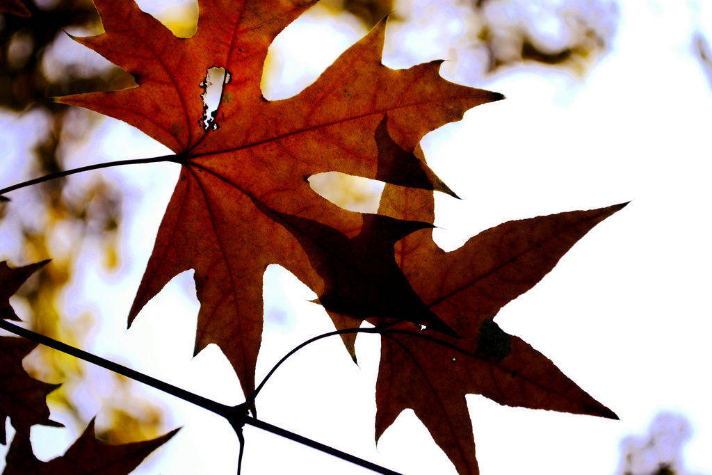 北京怀柔的原始森林,喇叭沟门原始森林公园旅游攻略