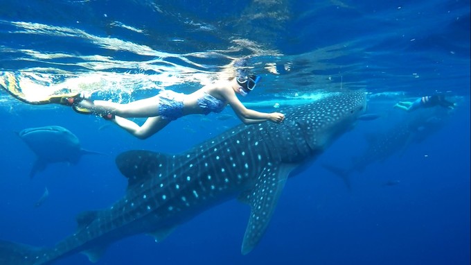 菲律宾潜水游记 (回忆菲律宾潜水的时光)