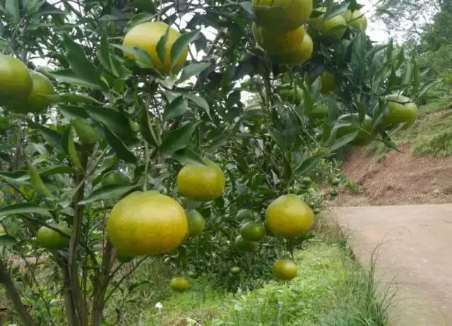 周末自驾采摘一日游,周末自驾游误入一个世外桃源