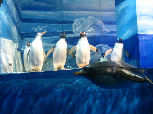 十一小长假,哈尔滨极地馆也是一个很不错的选择