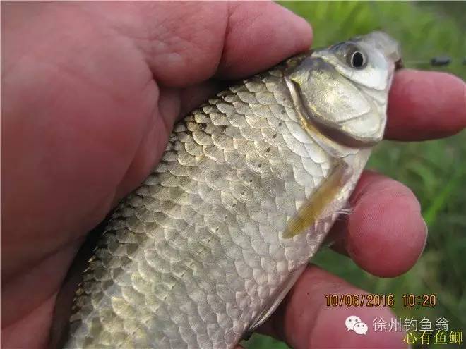 徐州铜山区野钓最新地点,小记野河钓鱼