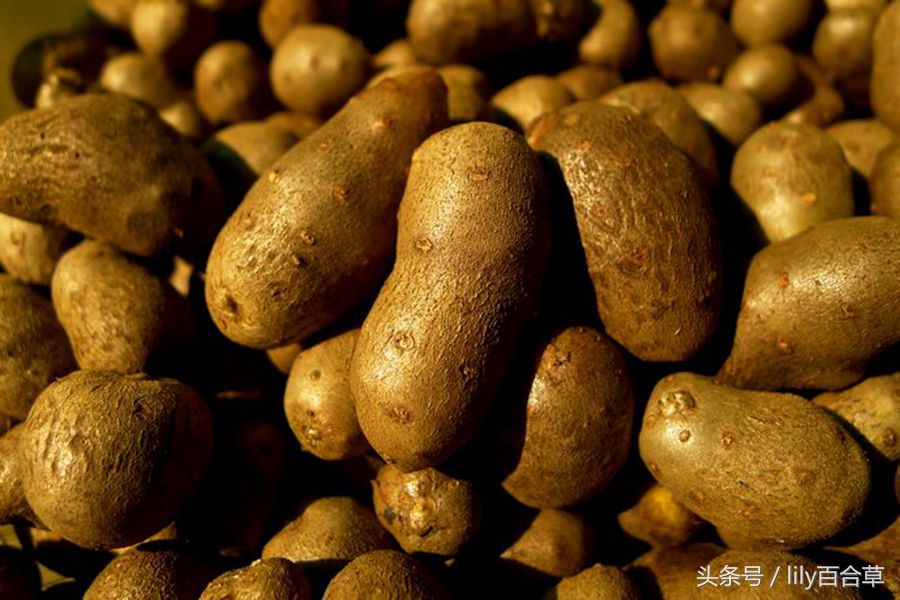 铁棍山药种子就是山药豆,山药豆的另一种叫法