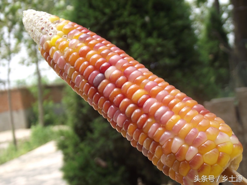 金黄糯玉米,五彩玉米的图片