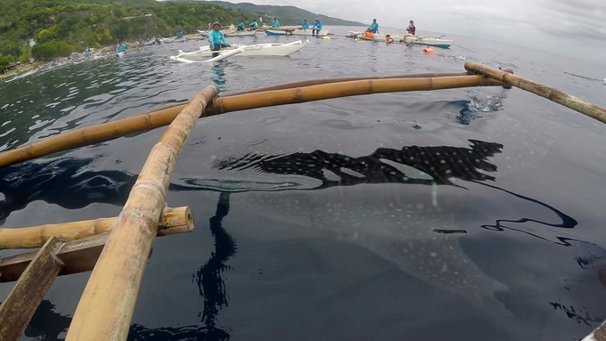 菲律宾潜水游记 (回忆菲律宾潜水的时光)