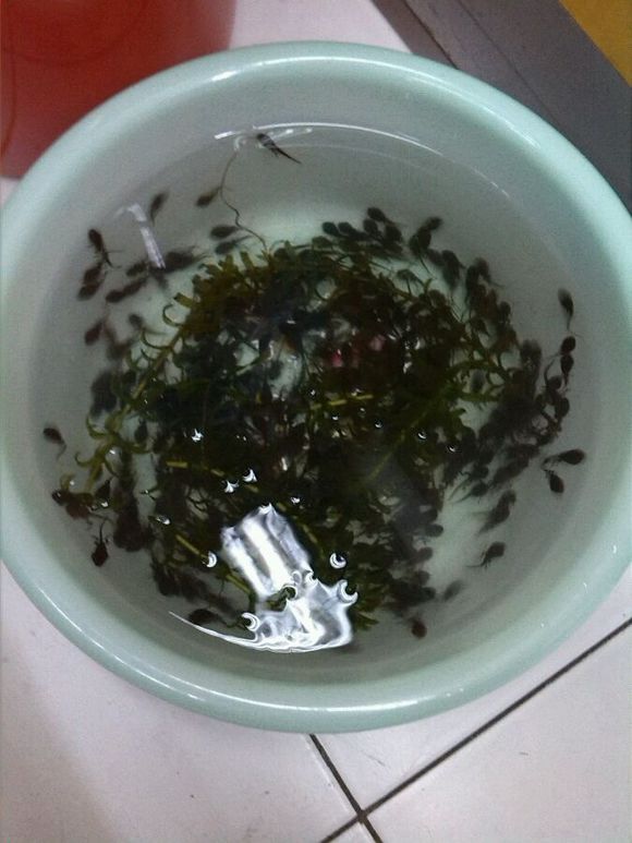 养了一群小蝌蚪最后变成了癞蛤蟆,养一只小宠物当做蝌蚪会怎么样