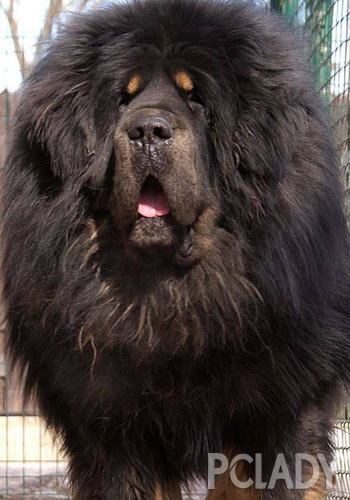 王者藏獒,藏獒的品种介绍