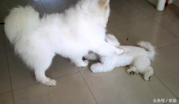 萨摩耶大战比熊，两团棉花打起来萌翻了，比熊却耍起流氓，辣眼睛