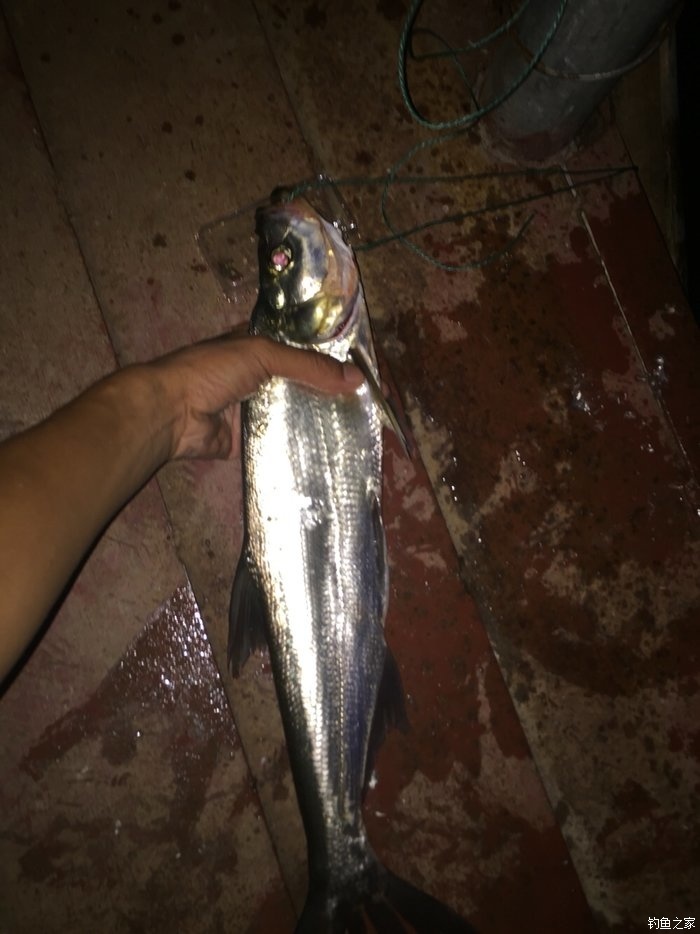 千岛湖钓翘嘴路亚,千岛湖路亚翘嘴选竿