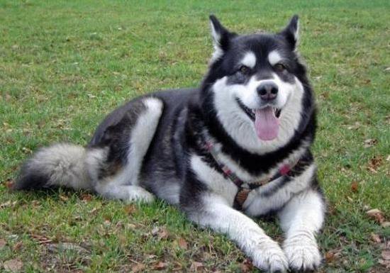 狗萌宠有哪些品种,18种萌宠狗狗