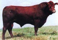 国内有哪些较好的牛品种,国外牛的品种有哪些