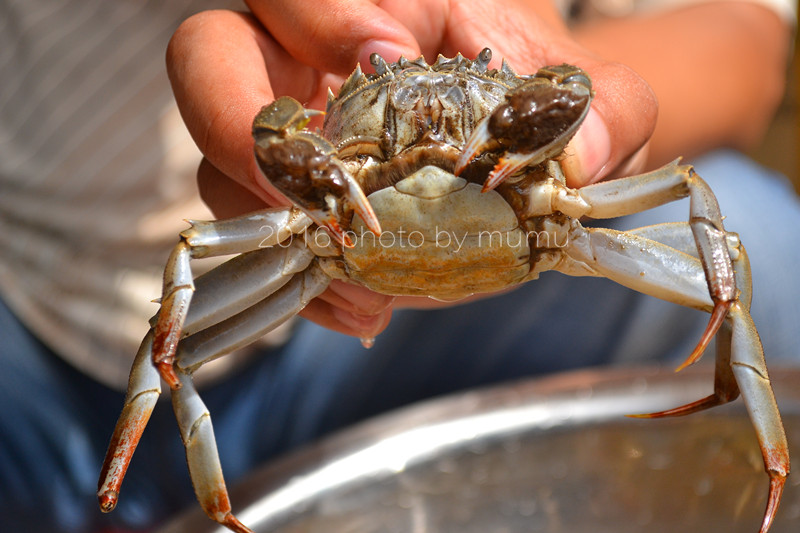 螃蟹怎么清洗干净最快方法,冷冻的螃蟹怎么清洗干净