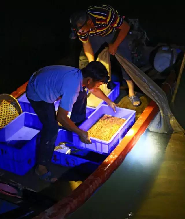 顺德禾虫吃起来是什么感觉,佛山哪里有禾虫吃