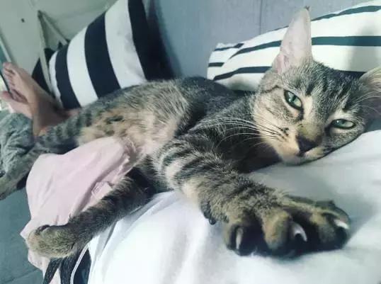 听说养猫的人很有福气吗,听说养猫的男生更容易脱单