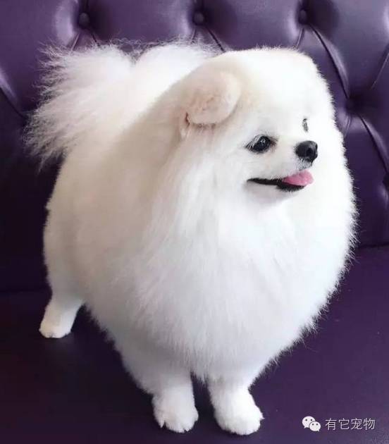 明明可以靠脸吃饭偏偏要靠球技,明明可以靠脸吃饭却偏偏要靠实力