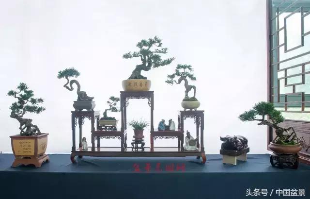 哪些野草适合微型盆景,小品盆景和微型盆景有区别吗