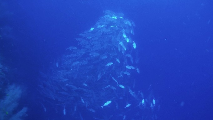 菲律宾潜水游记 (回忆菲律宾潜水的时光)