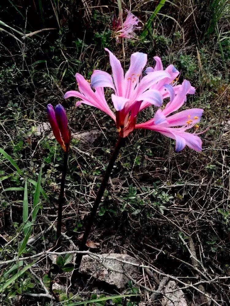 心中有爱人生才能一路芬芳,心若有阳光一路都是芬芳