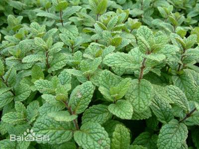 有哪些很多人不知道的冷知识,10个冷知识你知道什么