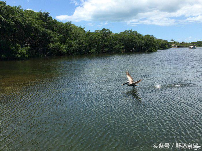 野鹅旅行,野鹅自驾无人区