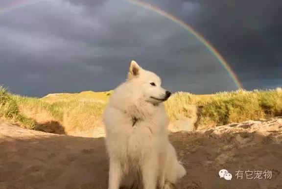 此生一定要养一只萨摩耶,相爱相杀的萨摩耶
