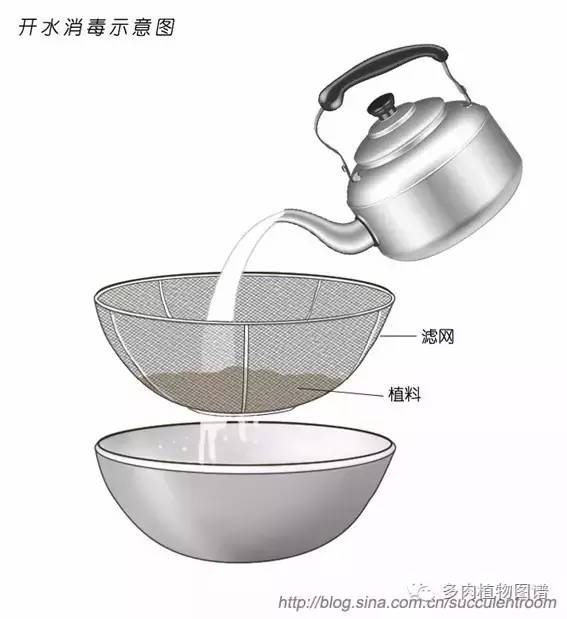 多肉虫害各种图解,多肉各种病虫害对照图