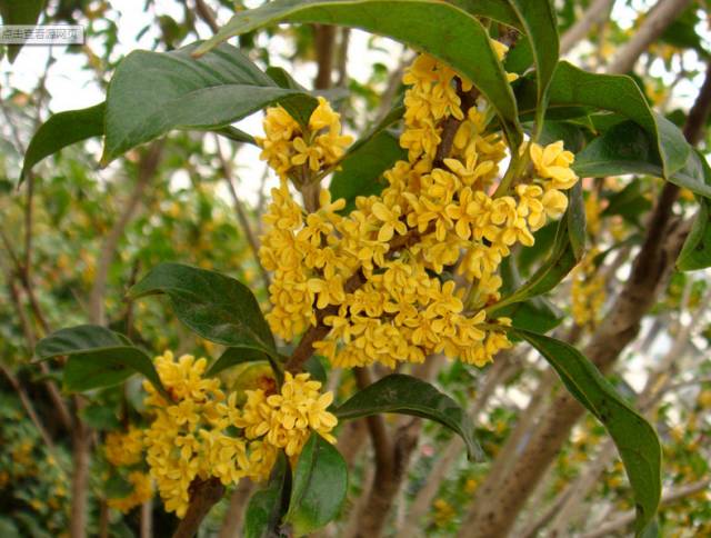 最佳赏桂花地点手绘地图,桂花赏花地图