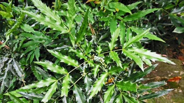 120年，你绝不可能错过的一种“川大之美”