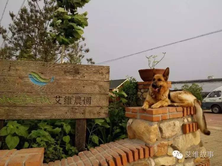 艾维wwoofer之：从艾维的世界路过