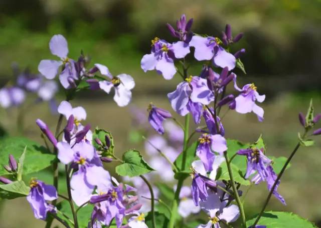 120年，你绝不可能错过的一种“川大之美”