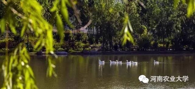 特别策划三分钟过后，农大小石榴马上开挂成老鸟！