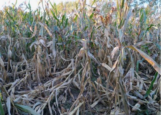 沙漠玫瑰石|放你走还是让你留