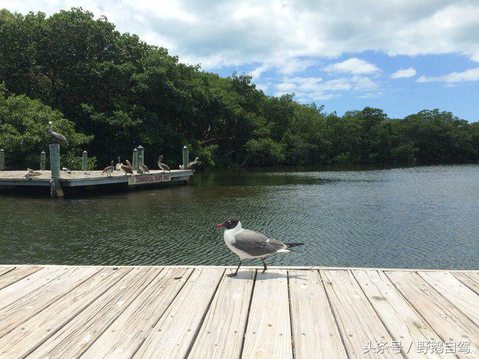 野鹅旅行,野鹅自驾无人区