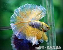 泰国斗鱼有多吸引人,泰国斗鱼动来动去