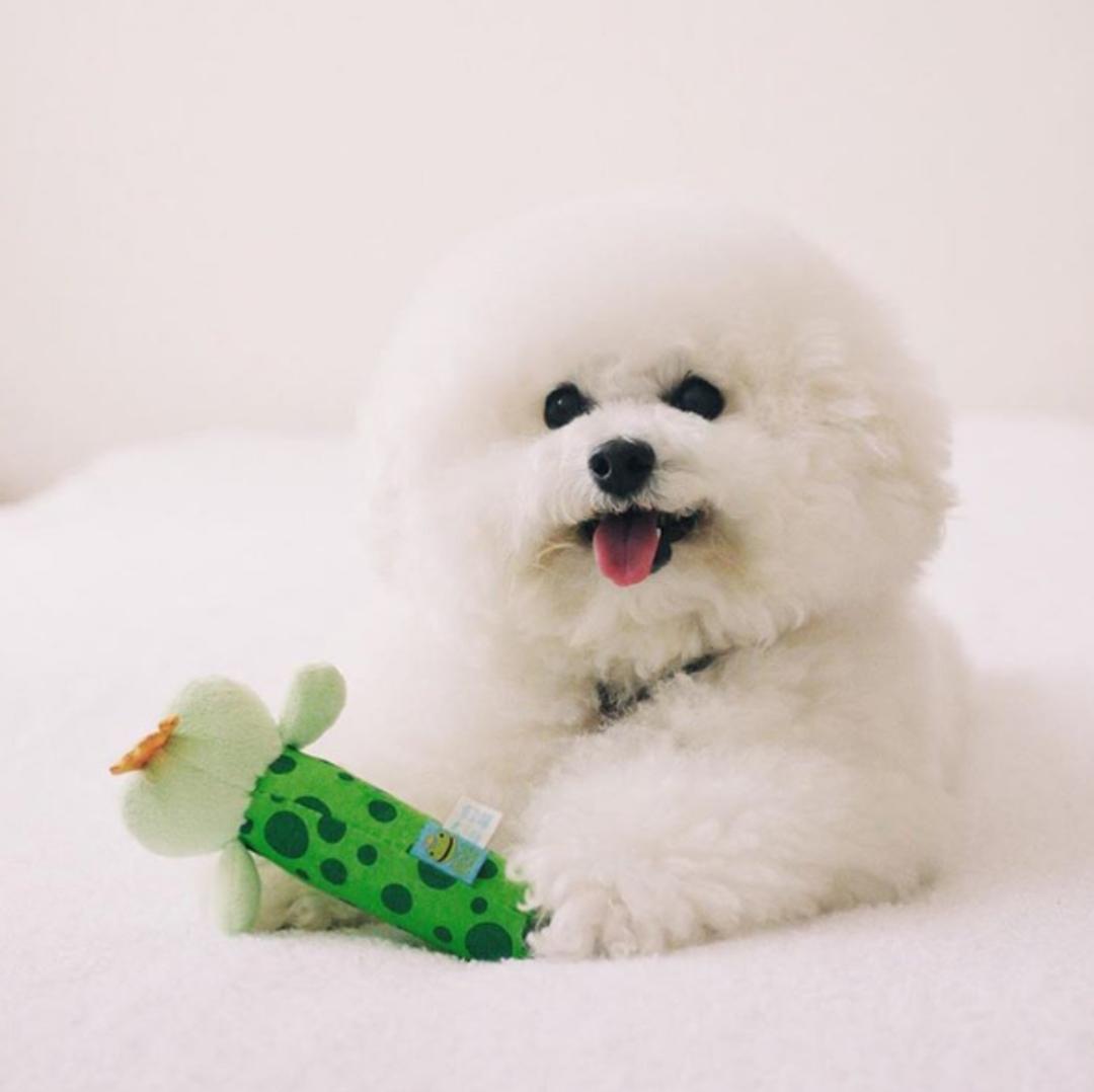 狗狗叼着玩具娃娃,狗狗玩玩具娃娃