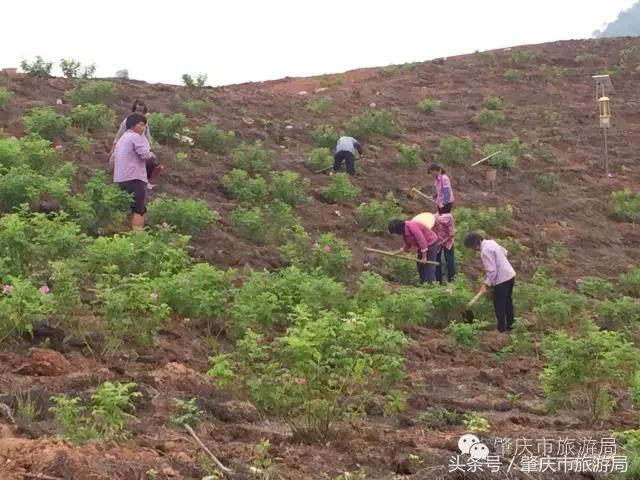 肇庆最新重磅消息,广东肇庆新消息