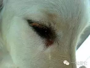 养宠知识狗狗的眼部护理技巧,养宠知识狗狗伤口怎么处理