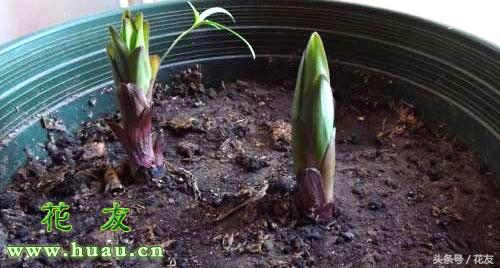 养花松土的正确方法,养花松土教学