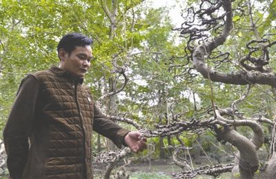 银杏树价格还能涨吗,银杏树价格一落千丈