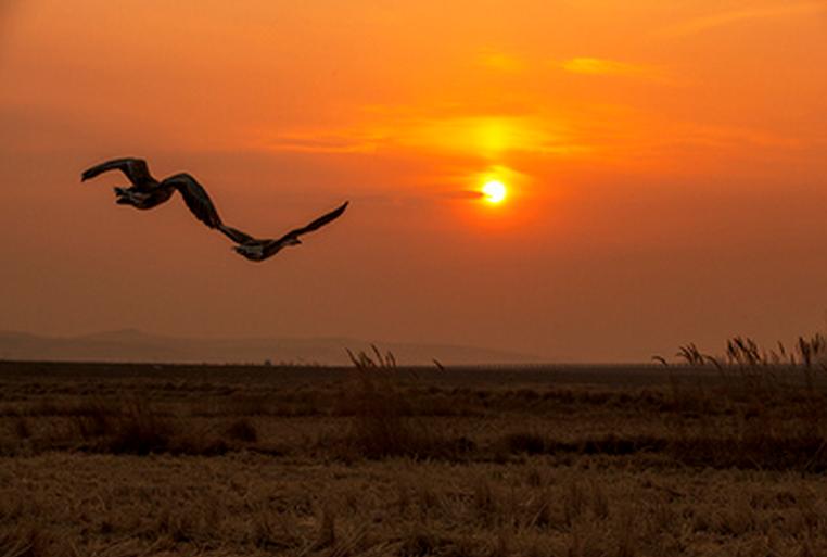 破晓风来一径香，当是人如故——卜算子一组