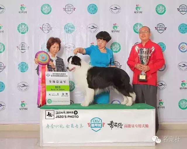 巴西淘淘老年犬,巴西淘淘幼犬狗粮